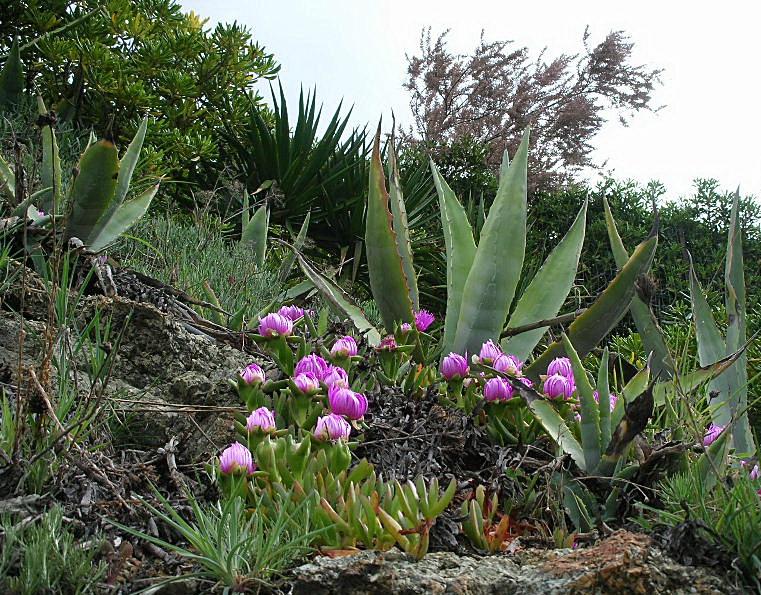 Agave americana / Agave